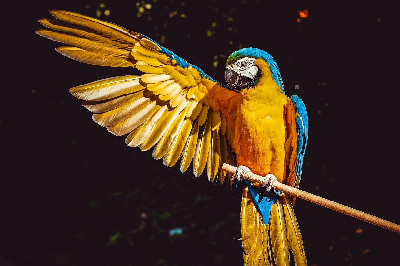 Beautiful Bird Awards: 9 Reasons Why They Don\’t Work & What You Can Do About It